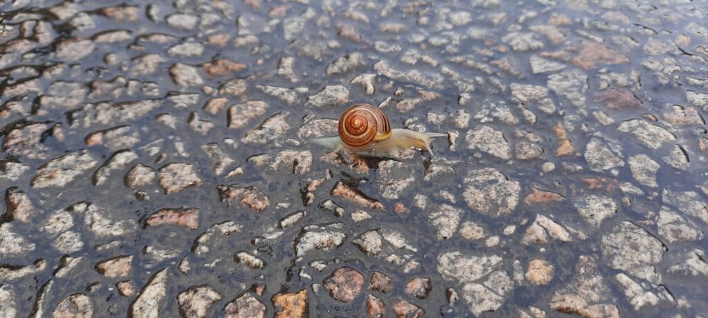 Snail on his own run