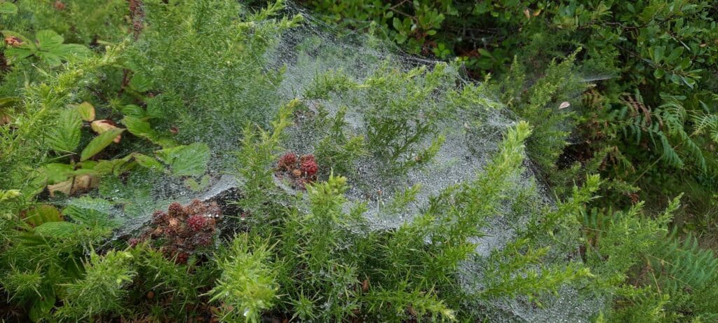 Web in rain