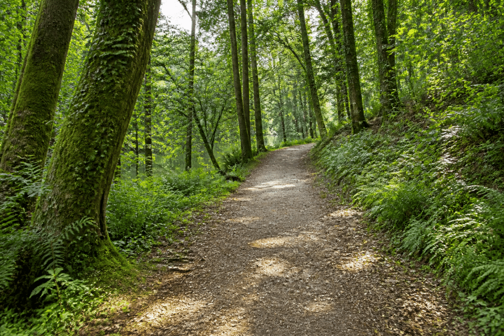 Woodland path winding through Tehidy Country Park near Camborne